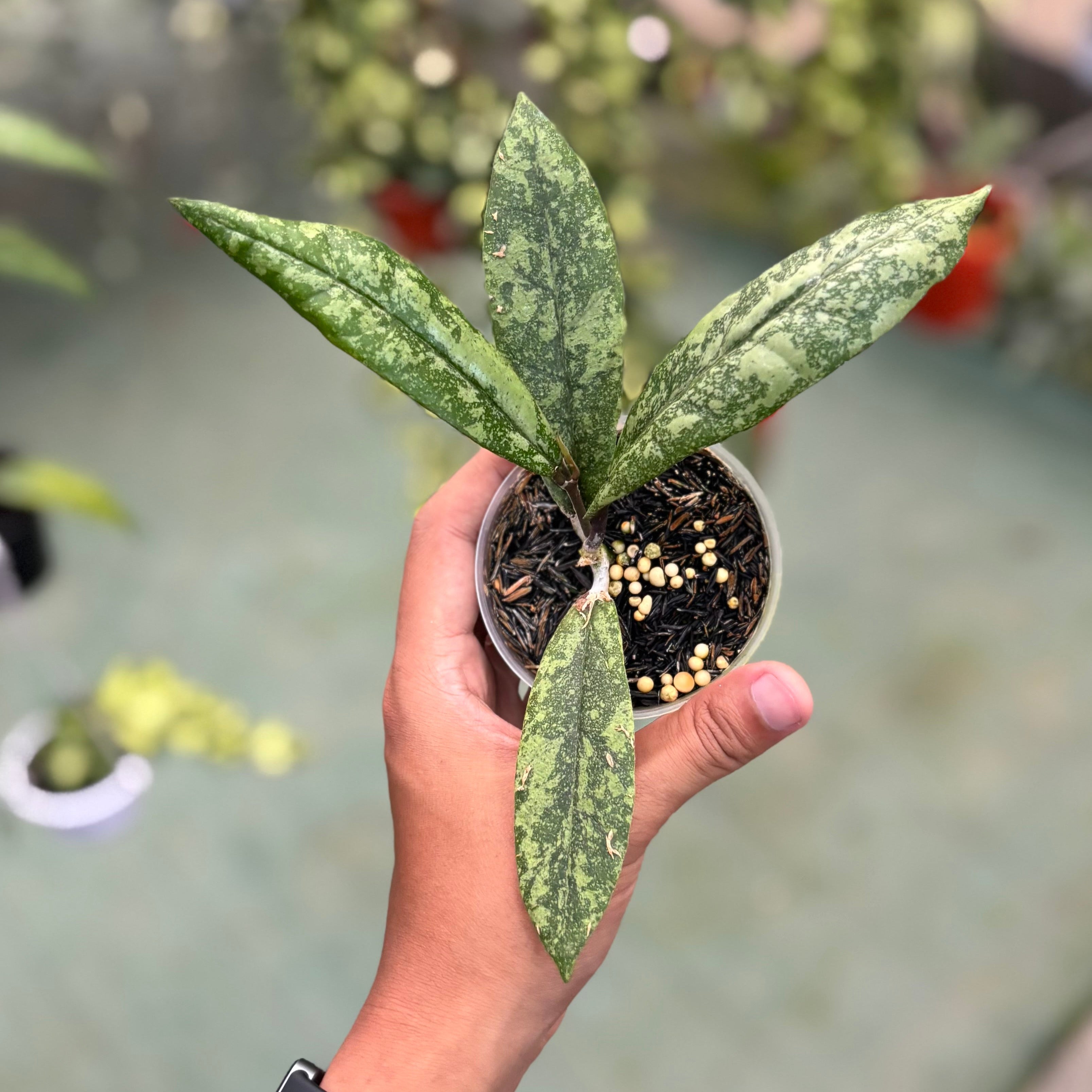 Hoya finlaysonii silver