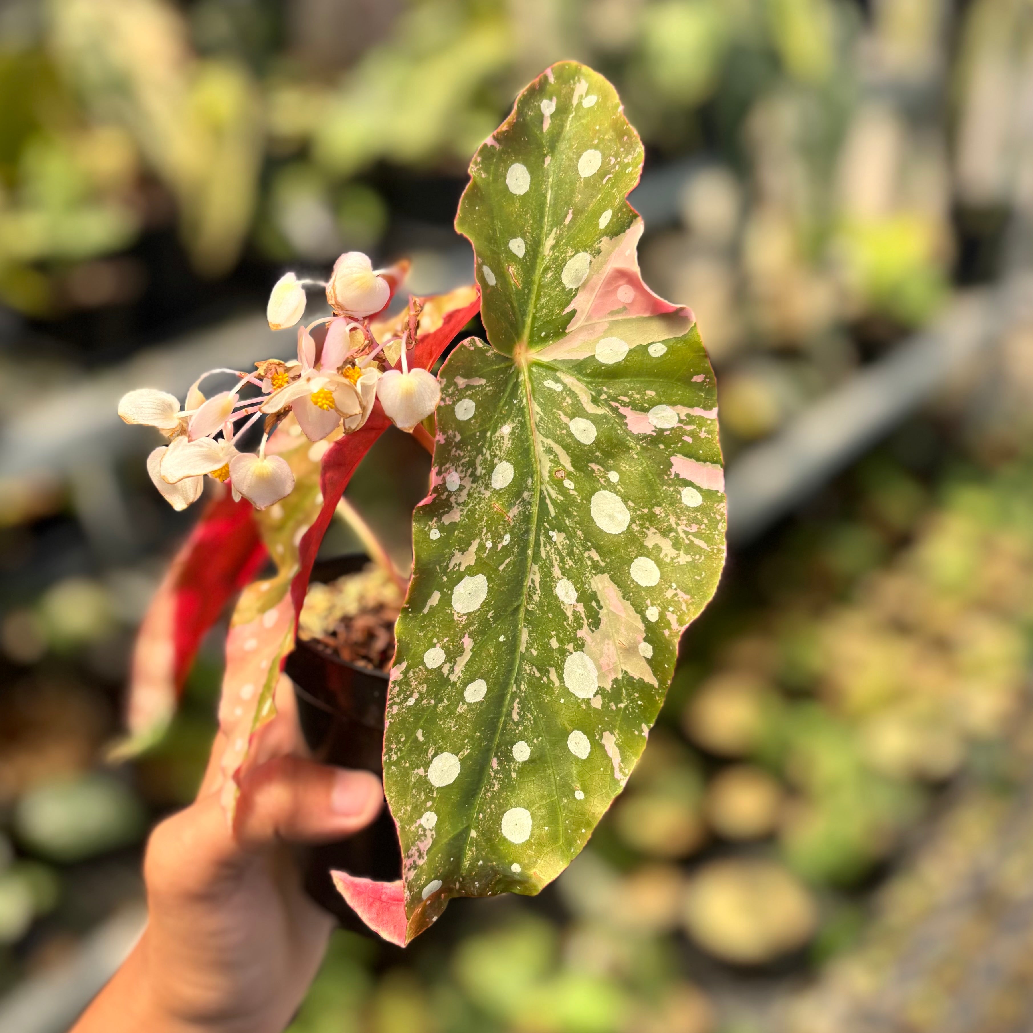 Begonia maculata variegated