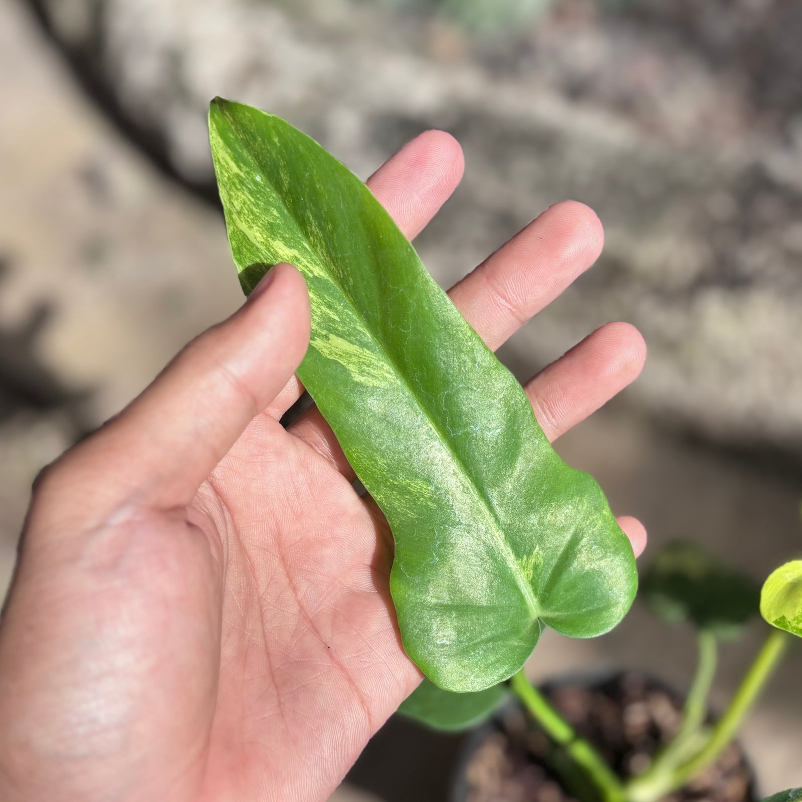 Philodendron florida beauty x radiatum – Aroid Market
