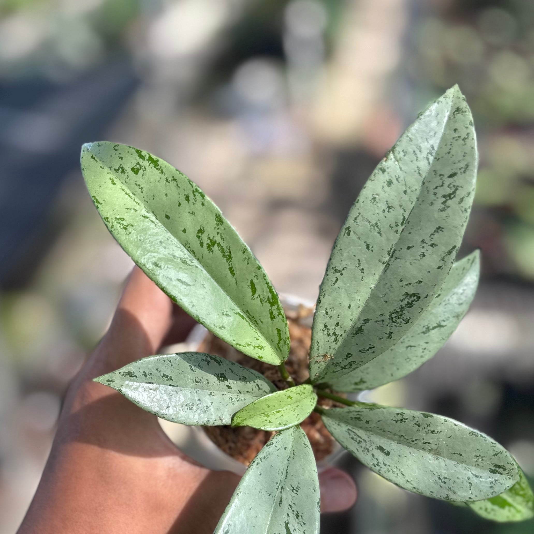 Hoya pubicalyx silver ghost