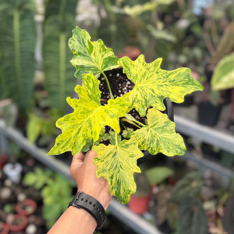 Thaumatophyllum dragon fire variegated