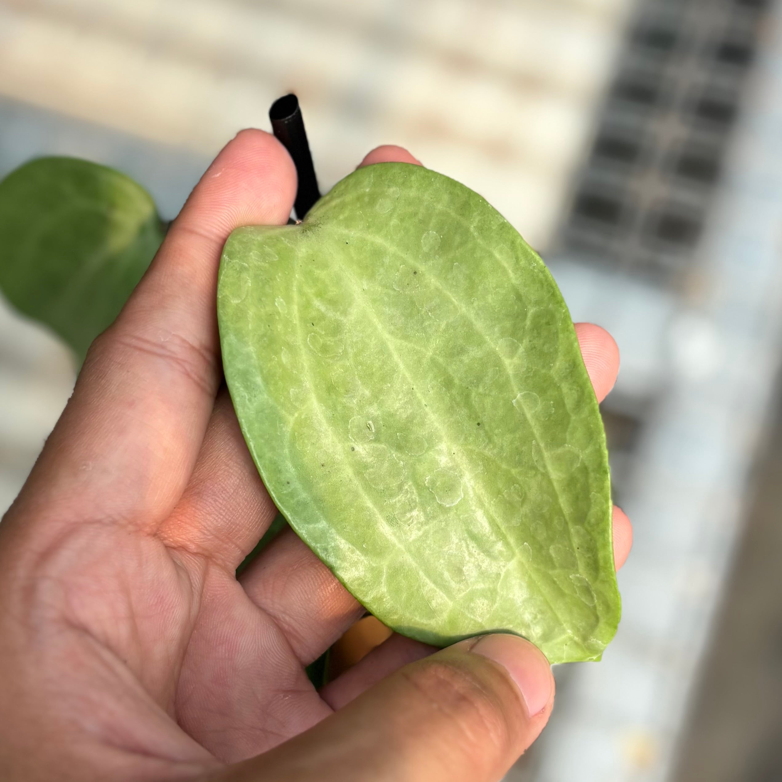 Hoya latifolia silver