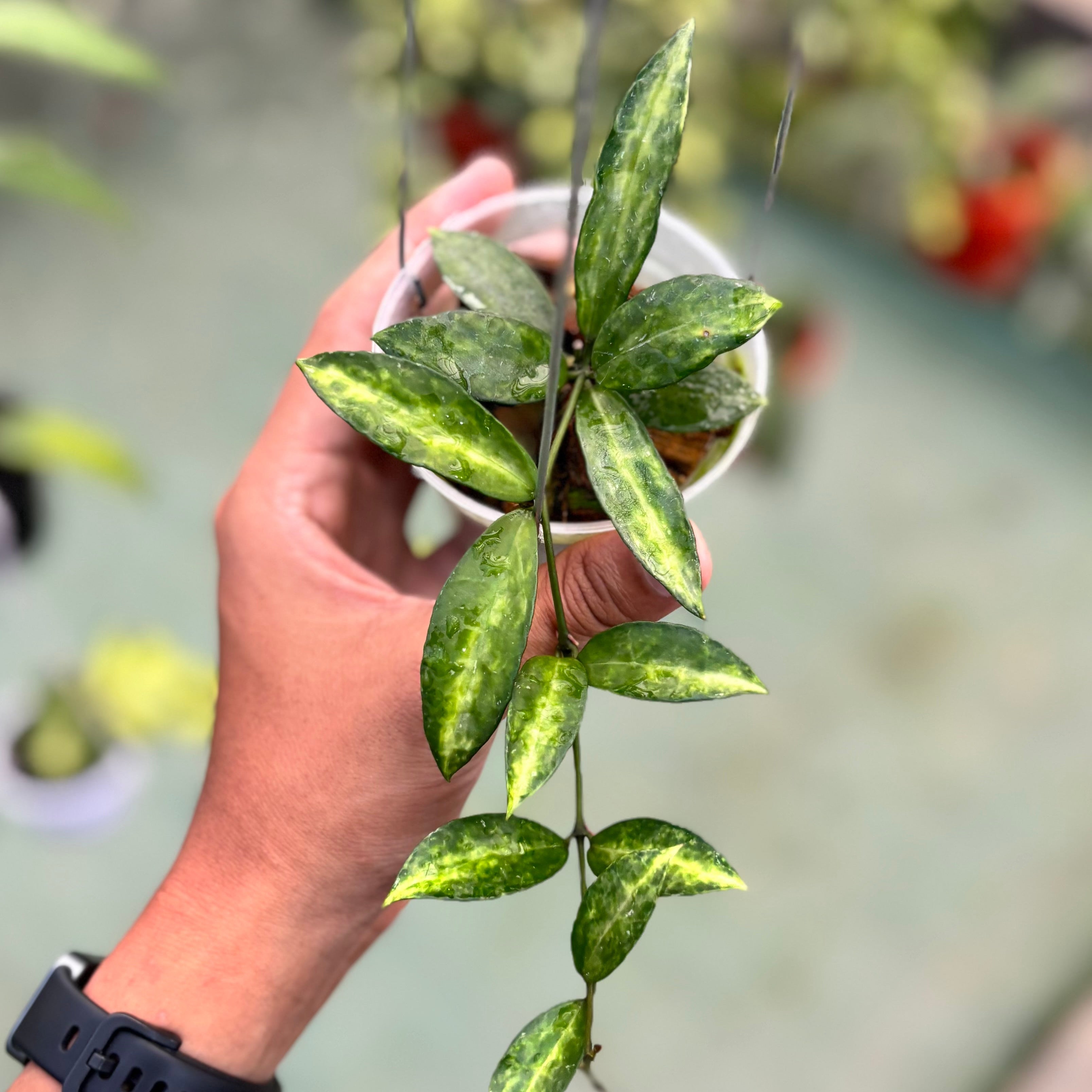 Hoya lacunosa ‘peridot’