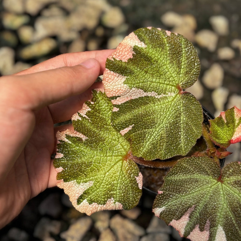 Begonia soli mutata variegated