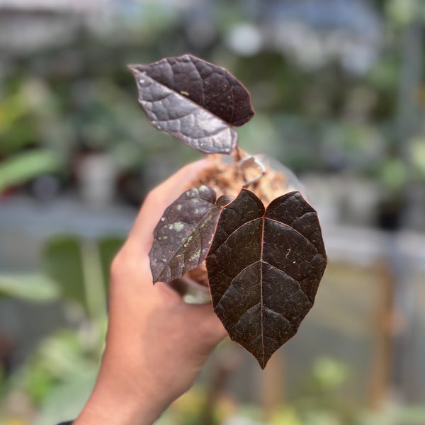 Pterisanthes Sp West Borneo (Piper batman)