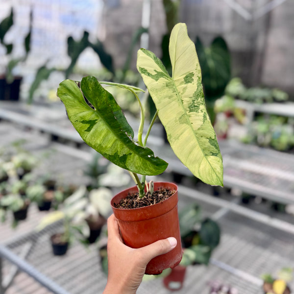 Philodendron paraiso verde variegated