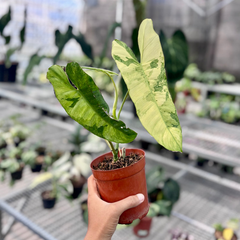 Philodendron paraiso verde variegated