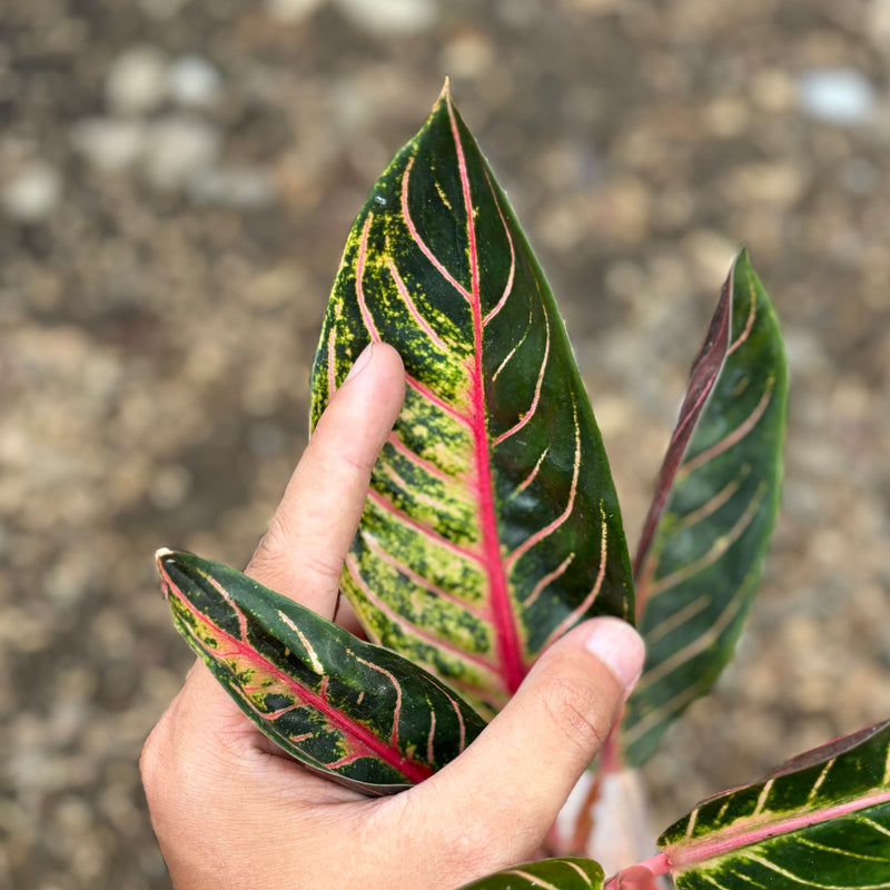 Aglaonema red sumatera