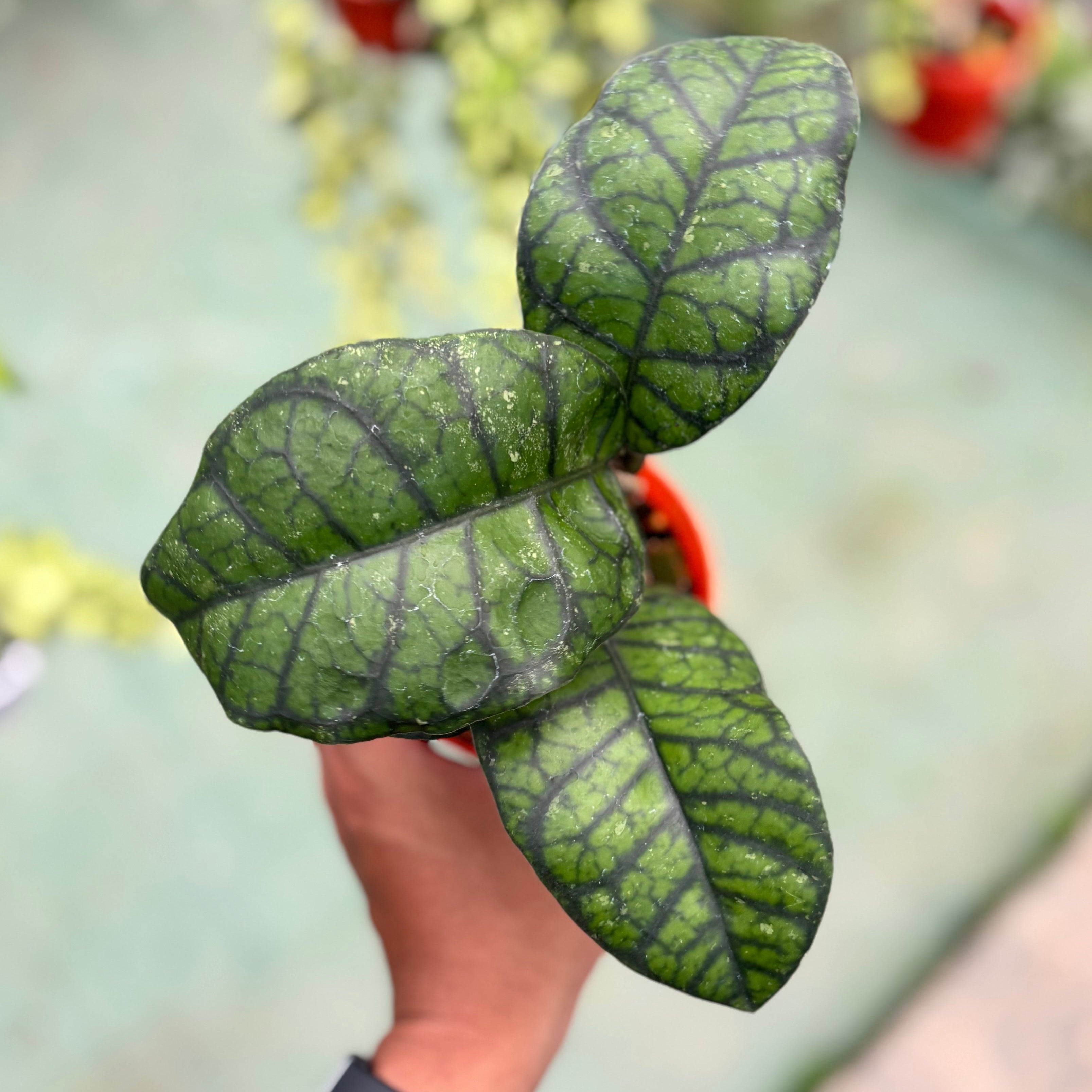 Hoya callistophylla ‘obsidian’