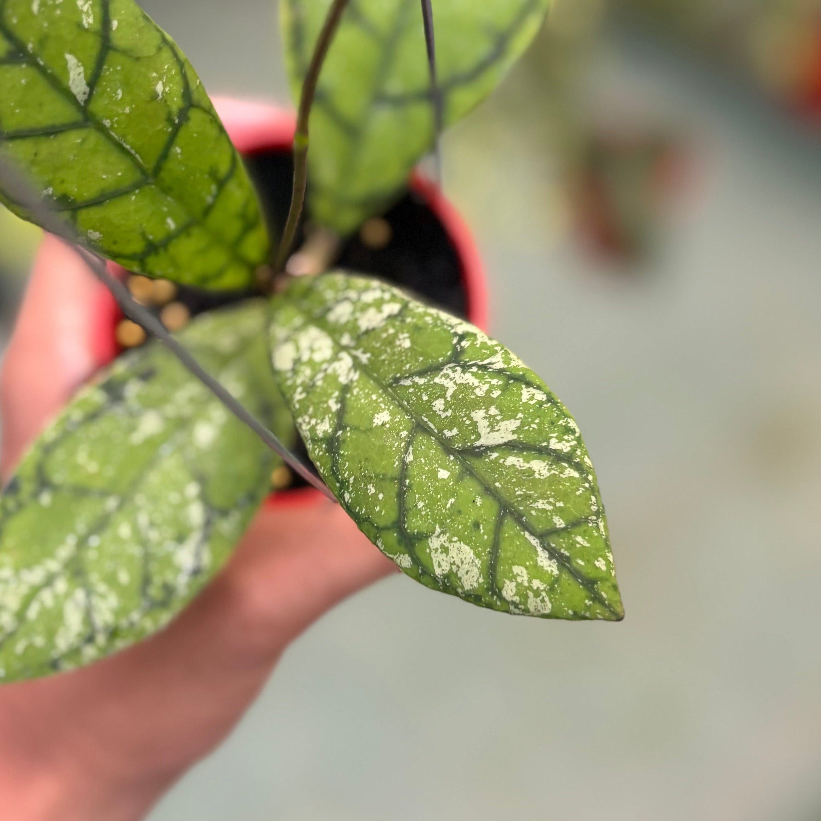 Hoya callistophylla splash