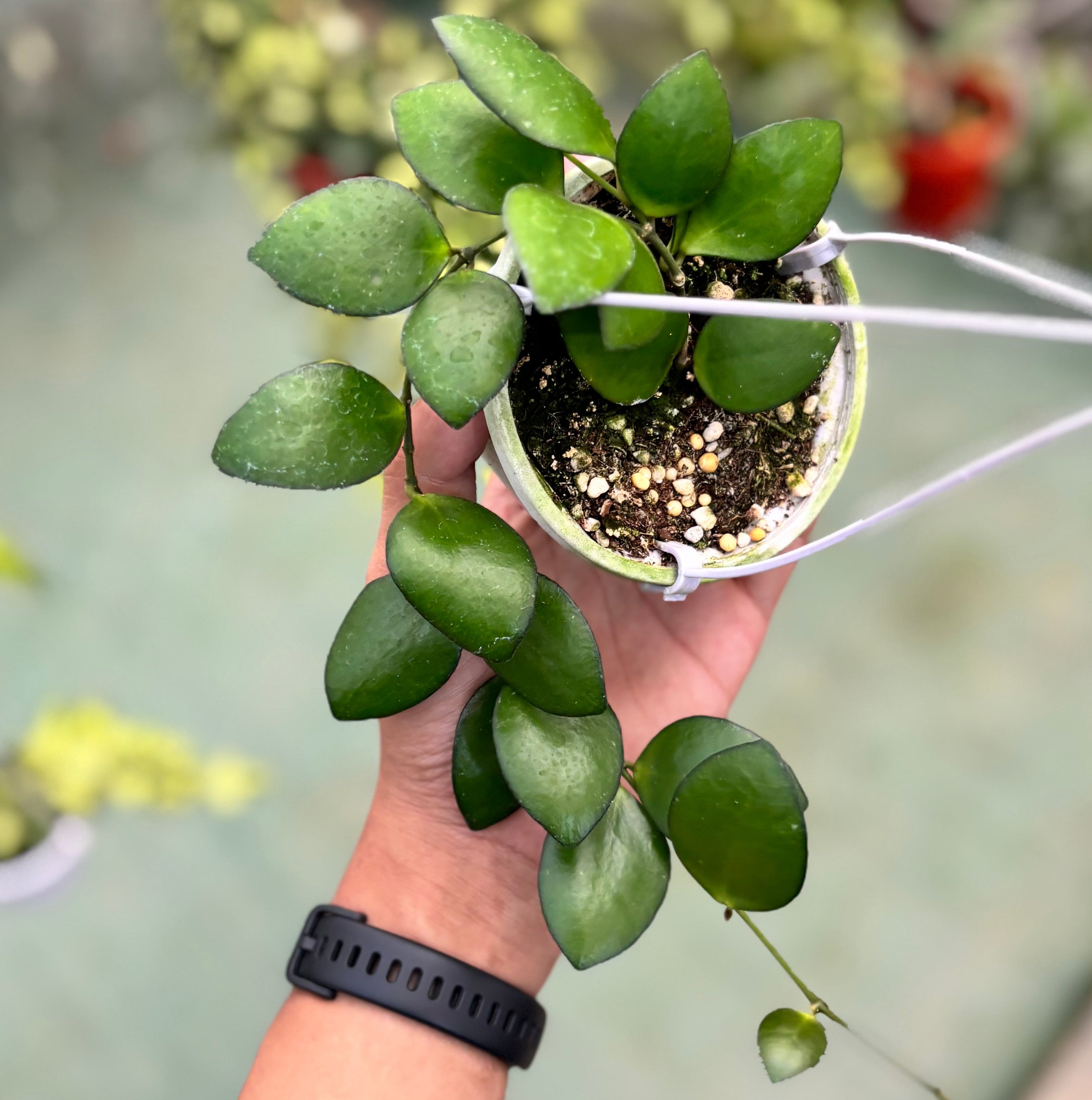 Hoya incurvula green