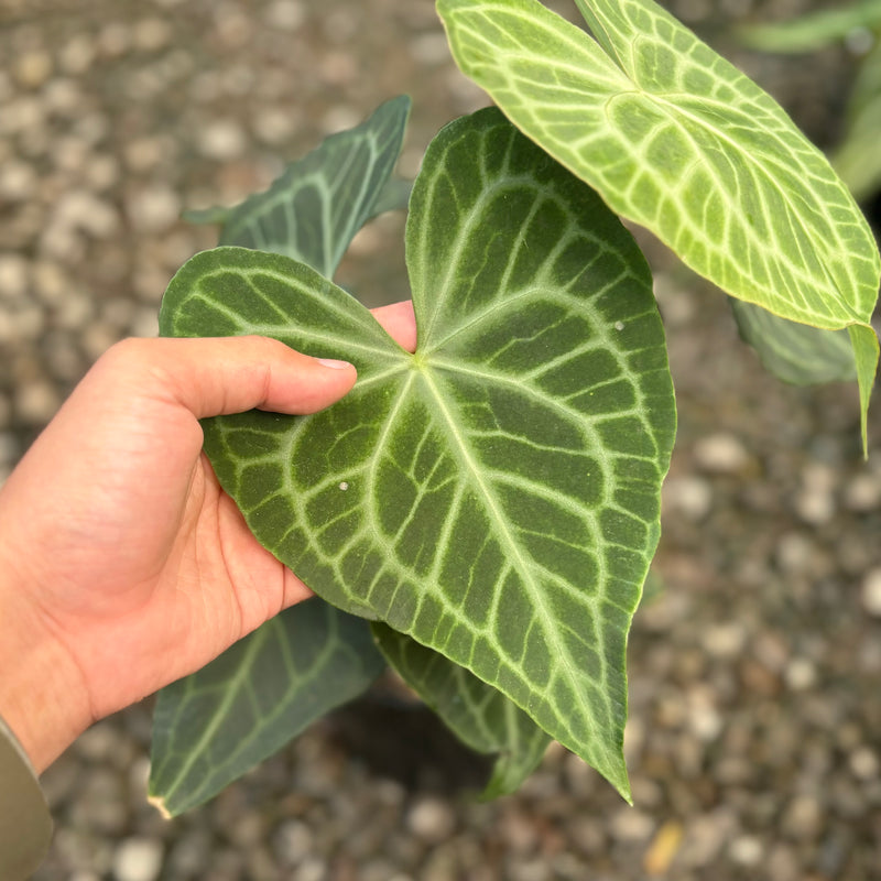 Anthurium warocqueanum x clarinervium - Mature size