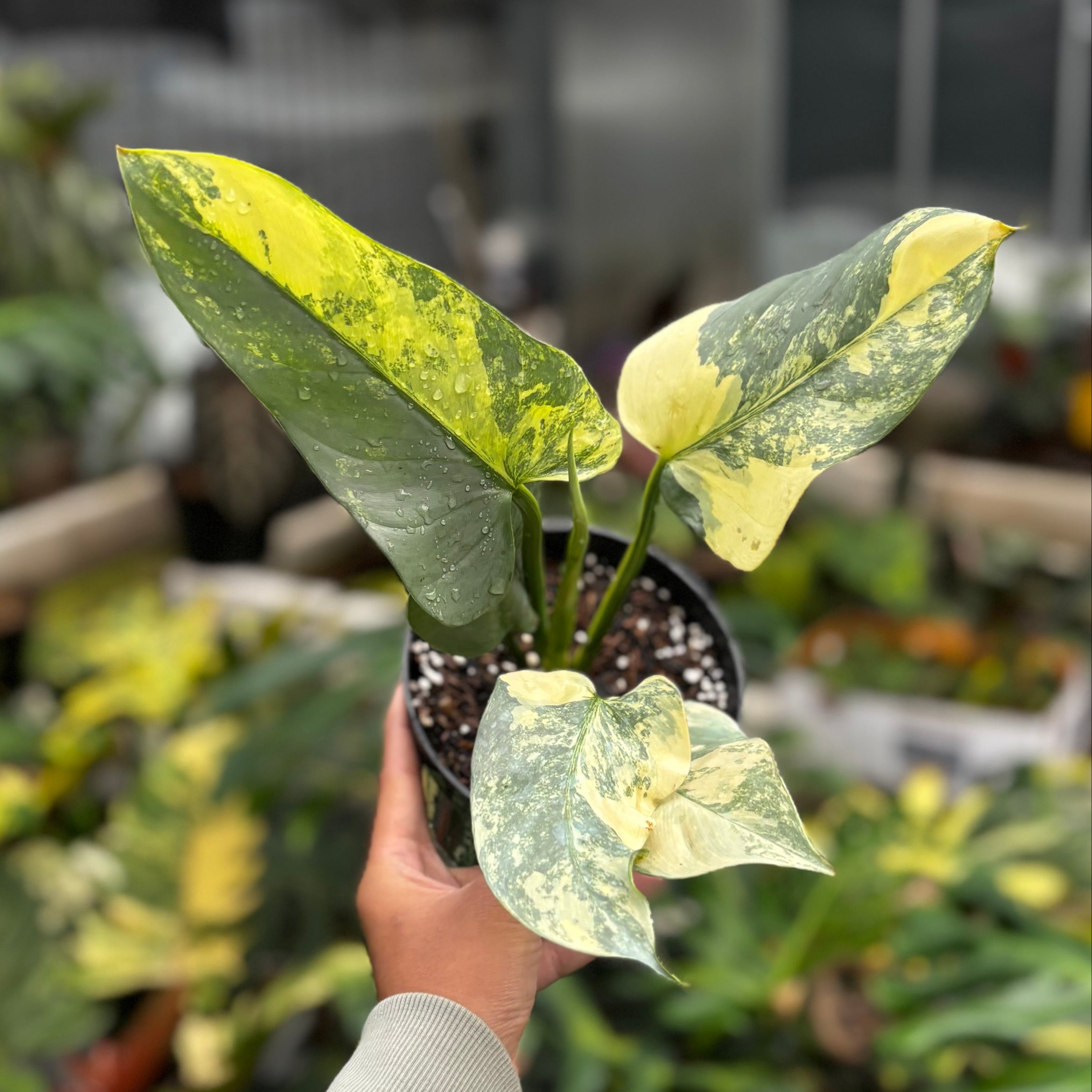 Philodendron Hastatum Silver Sword Variegated - Mature Size