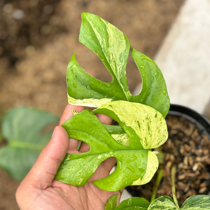 Rhaphidophora tetrasperma migma variegated