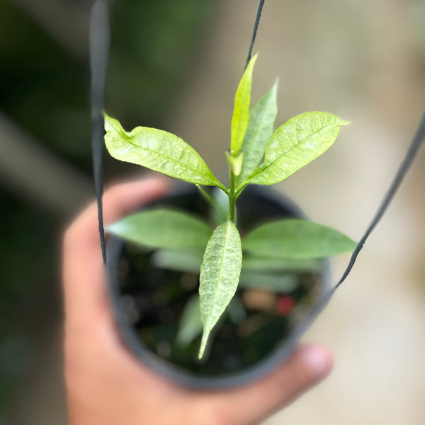 Hoya irisae silver