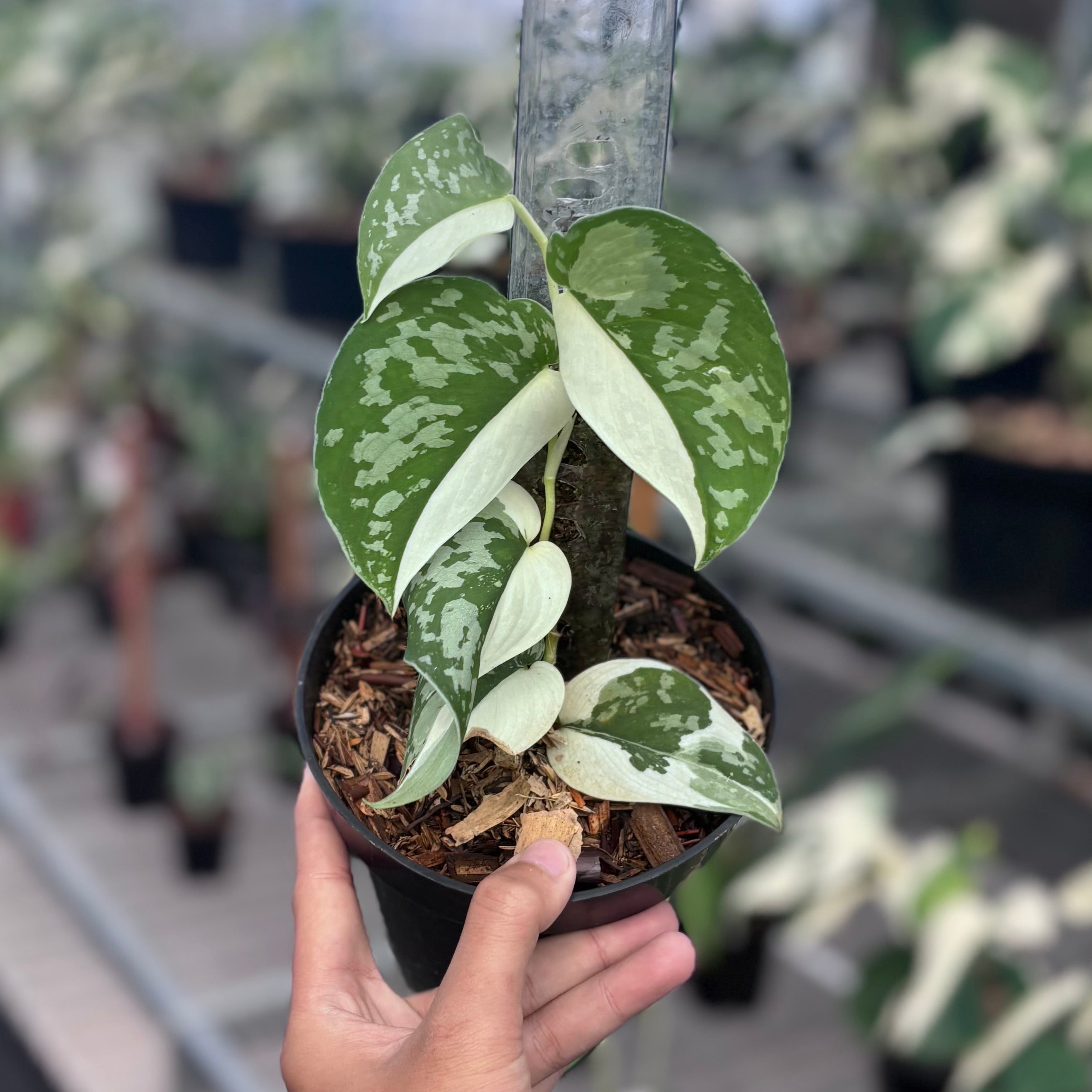 Scindapsus argyraeus albo variegated