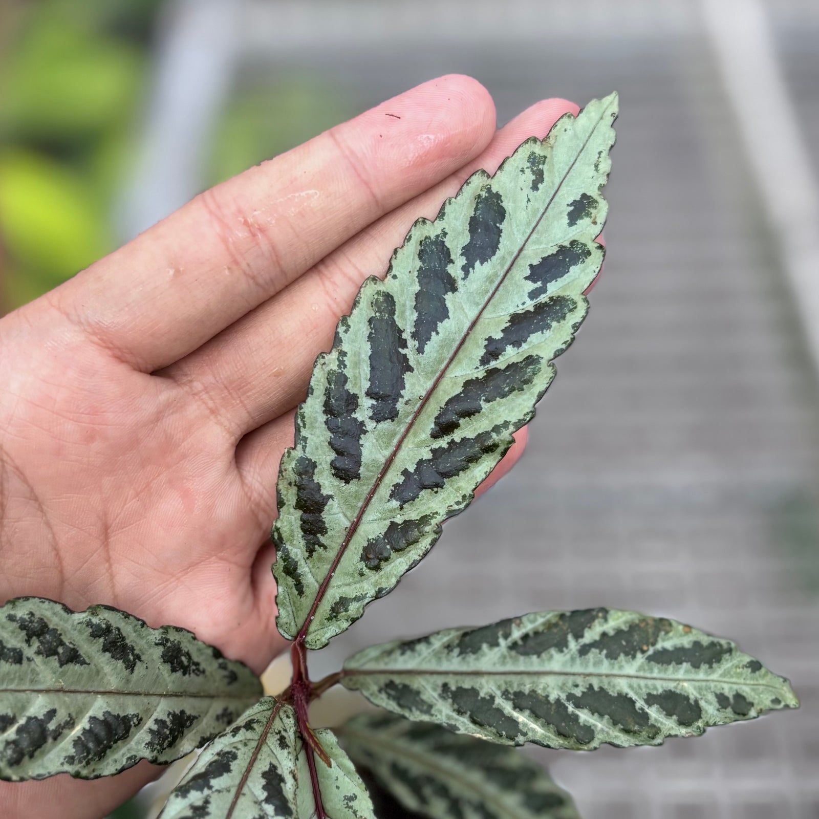 green leaves IN THE GARDEN: Azalea lacebugs take the green out of your greenery