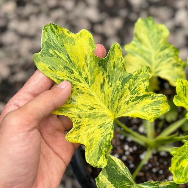 Thaumatophyllum dragon fire variegated