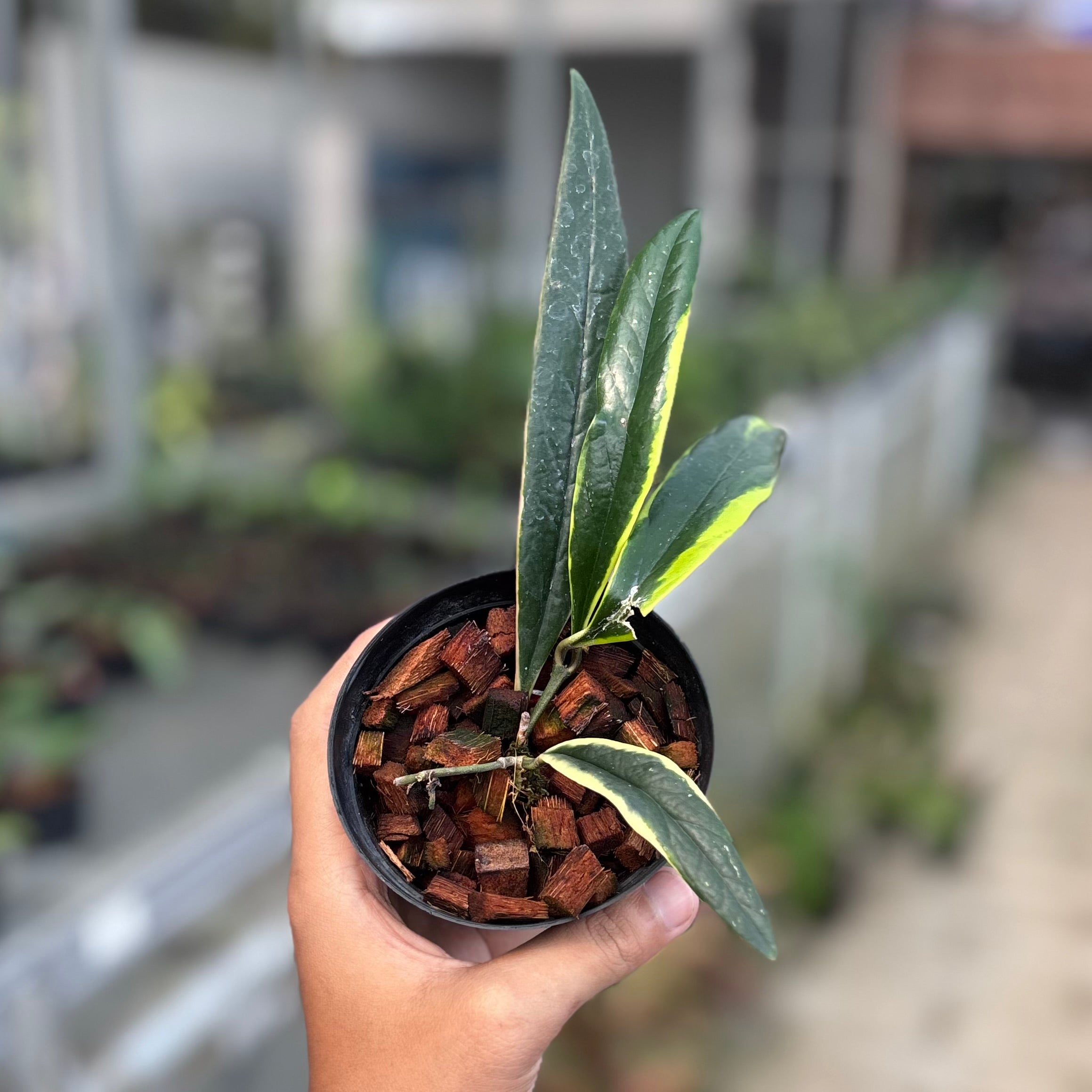 Hoya sulawesiana albomarginata