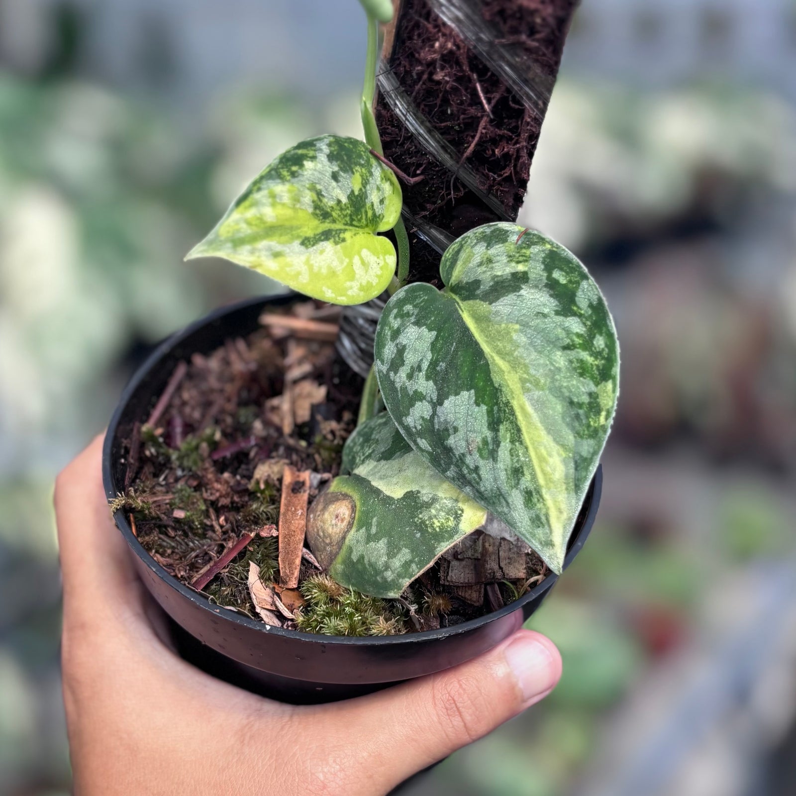 ５枚葉⭐︎！Scindapsus bakudapati バクダパティ Scindapsus bakudapati – Aroid Market