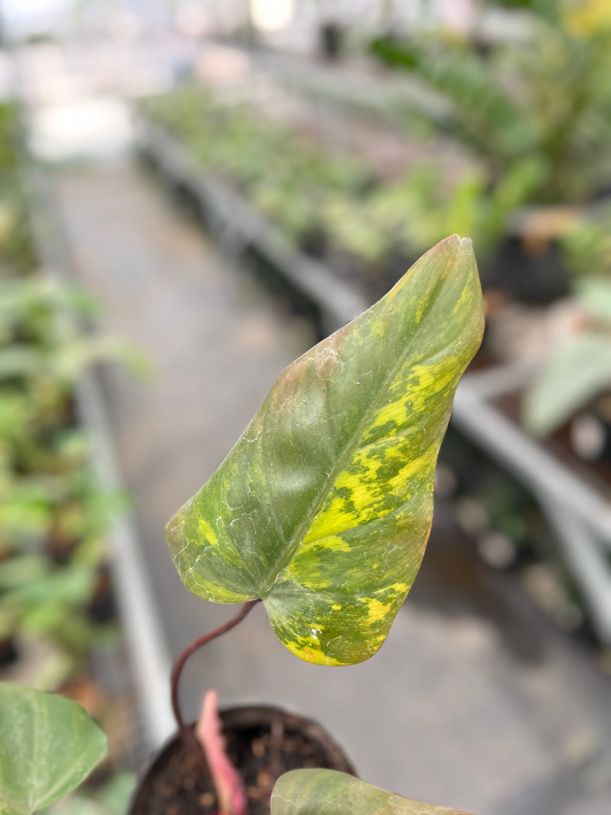 Philodendron Dark lord variegated