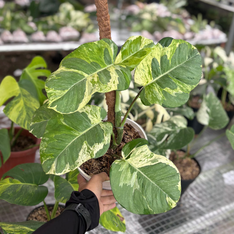 Epipremnum aureum ‘Manjula Photos’ - Mature size