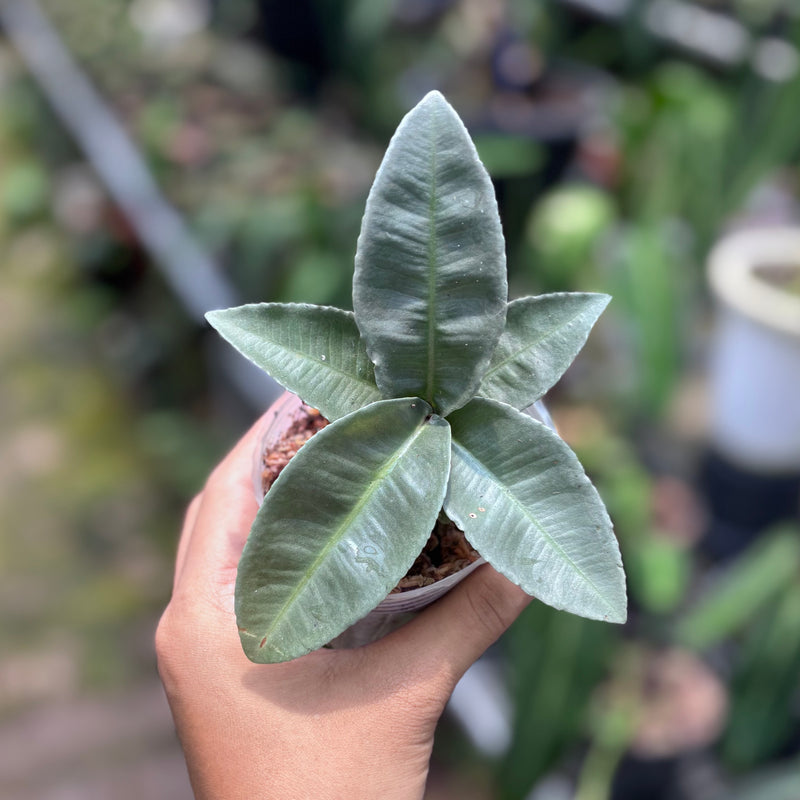 Labisia pumila silver chrome