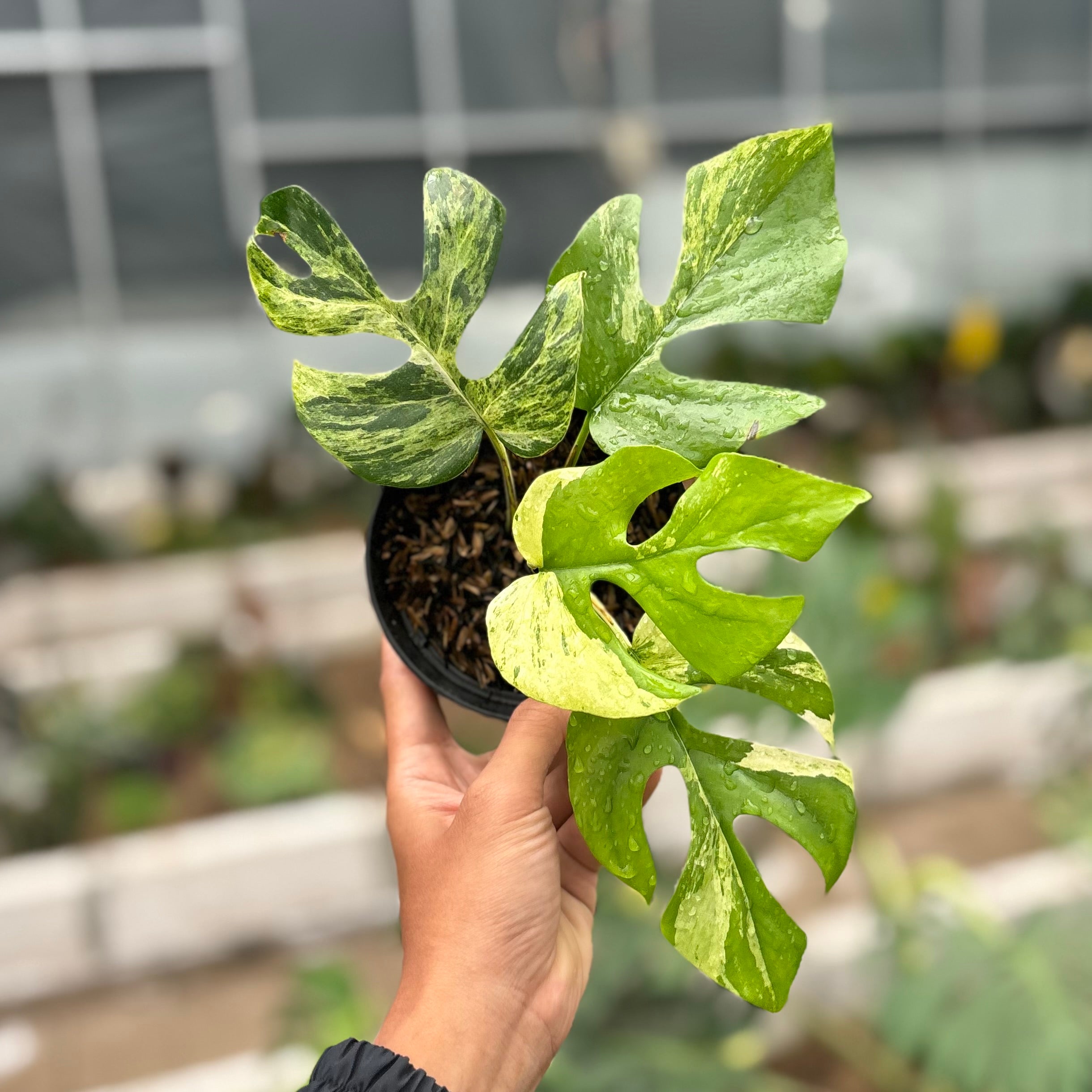 超希少Rhaphidophora Tetrasperma Migma Rhaphidophora tetrasperma migma variegated