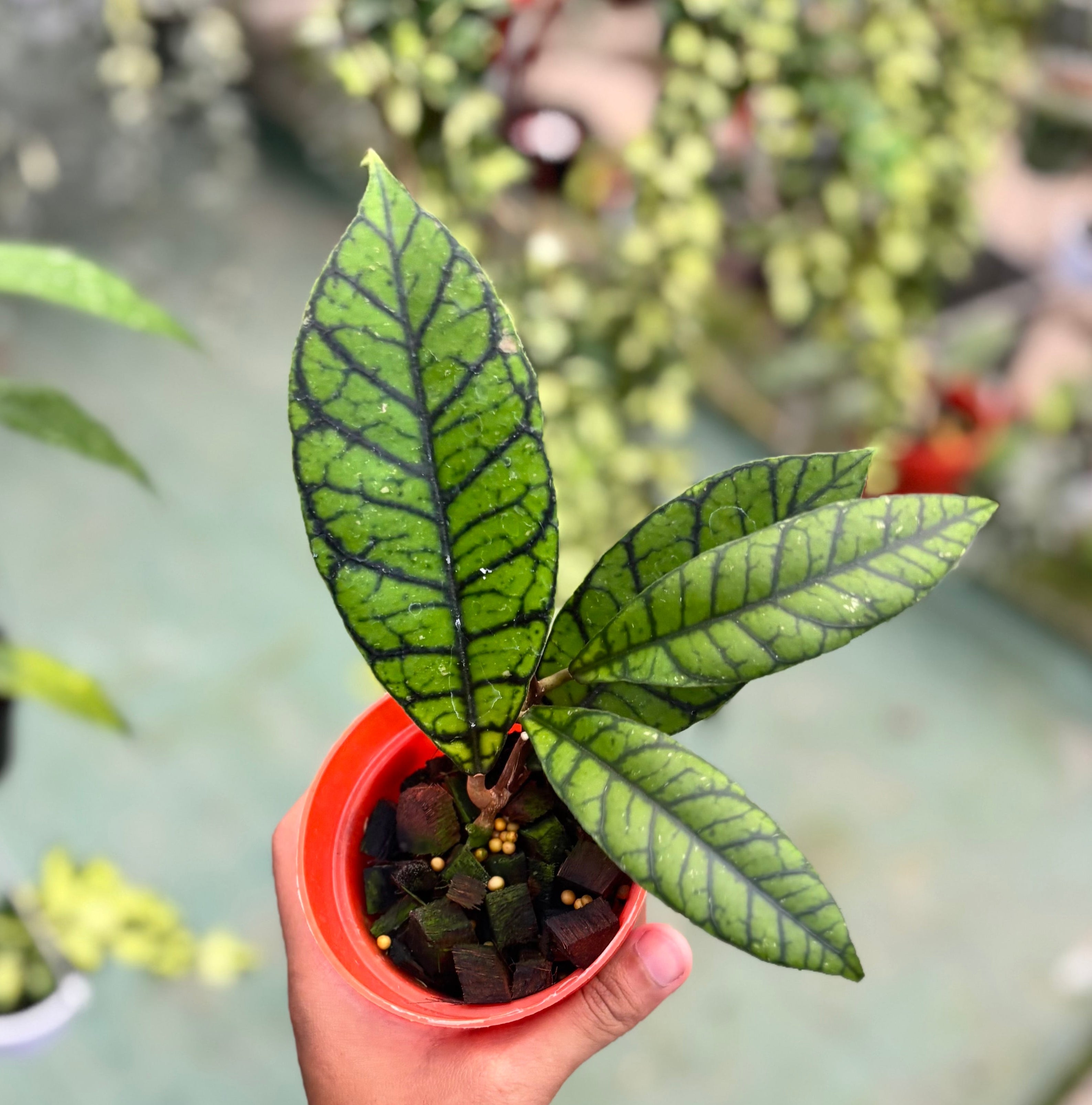 Hoya callistophylla zebra
