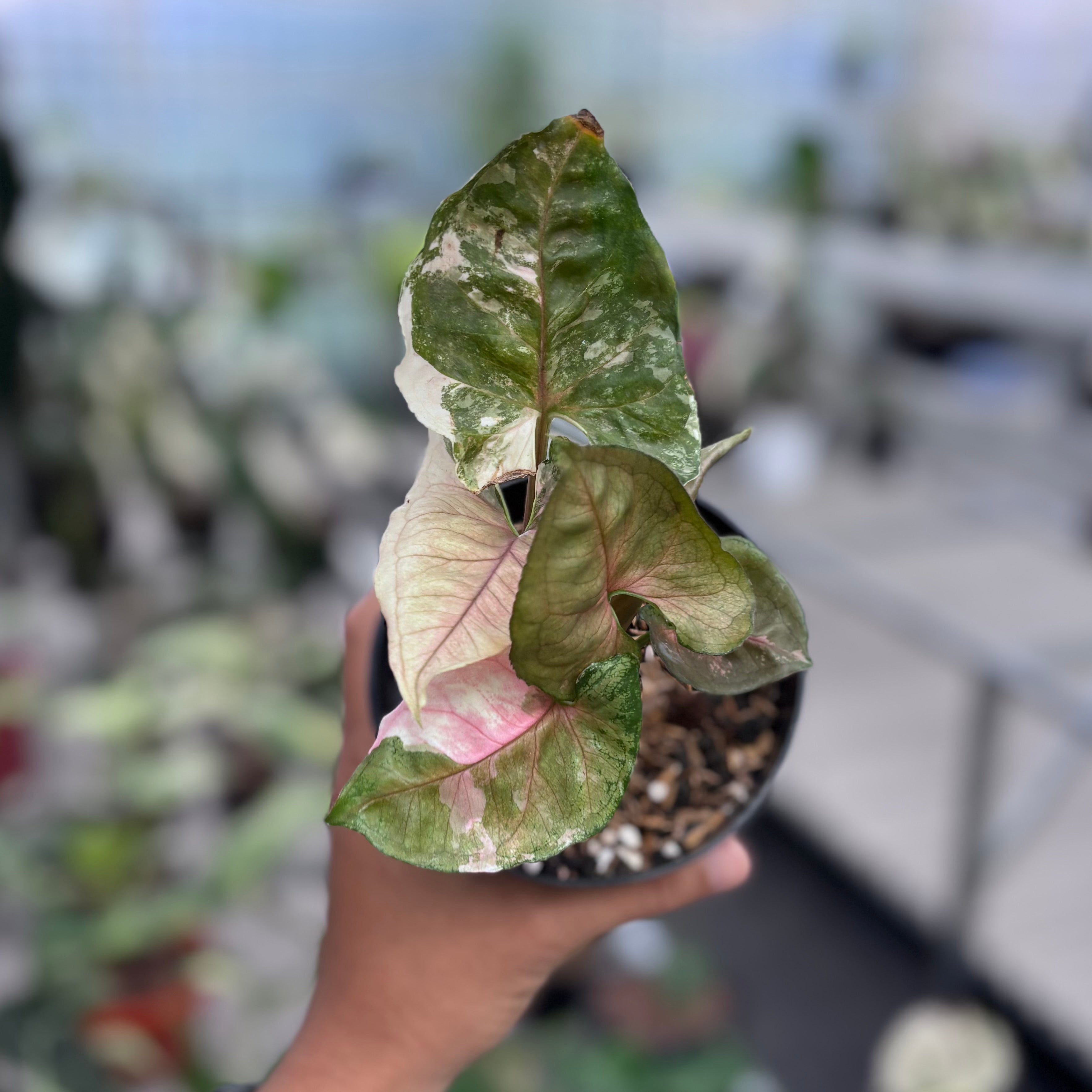 Syngonium strawberry ice galaxy