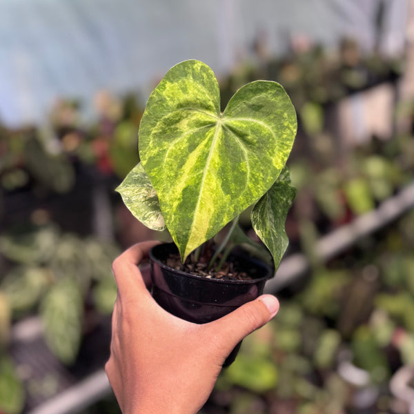 Anthurium sweet love variegated