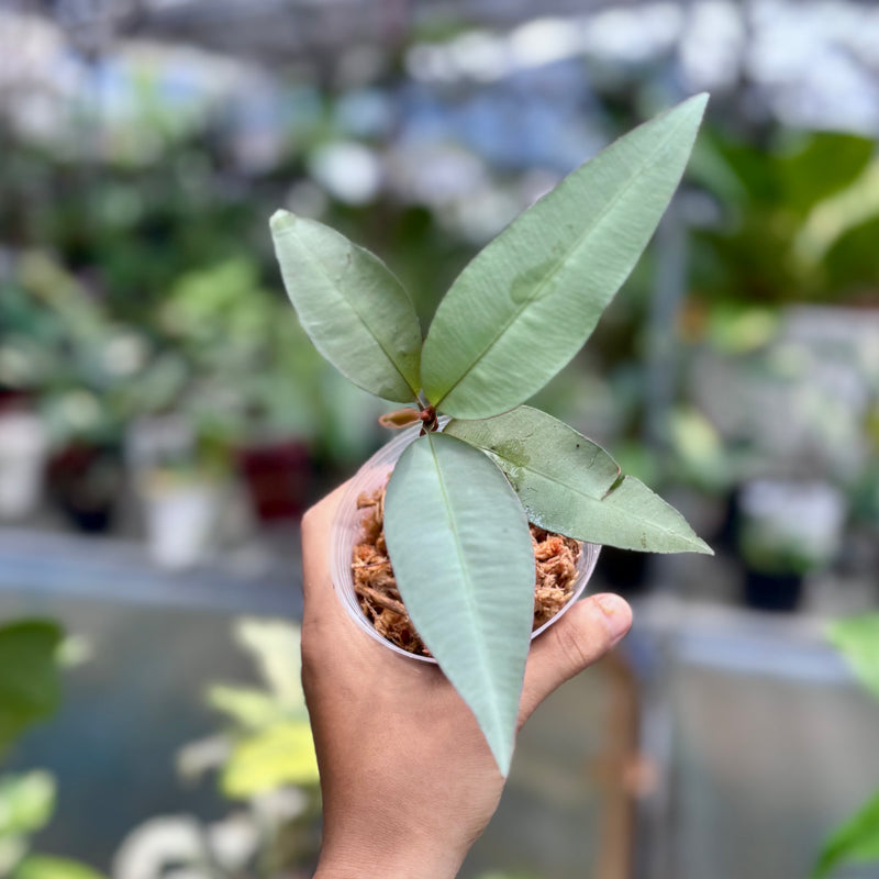 Labisia pumila silver narrow