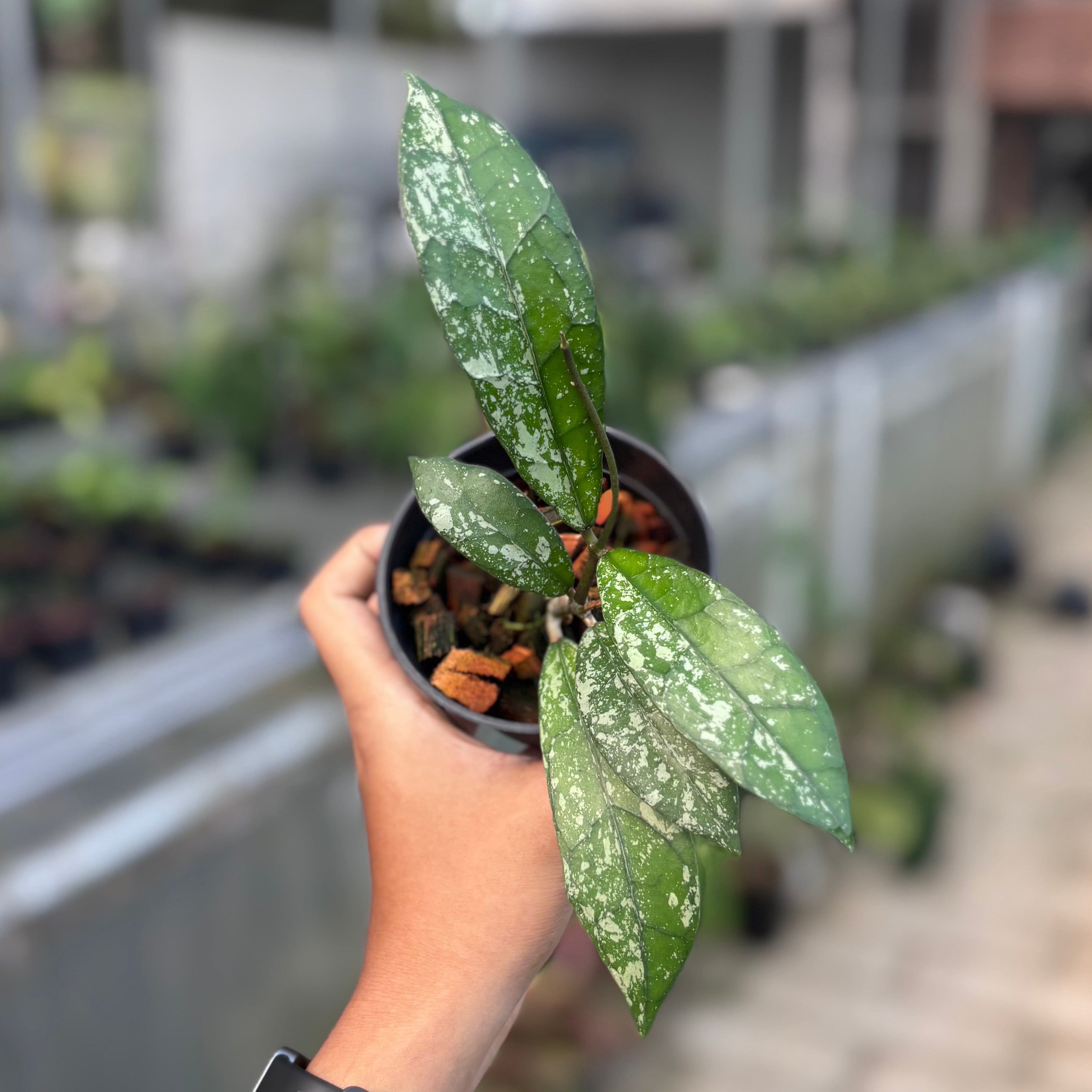 Hoya clemensiorum splash