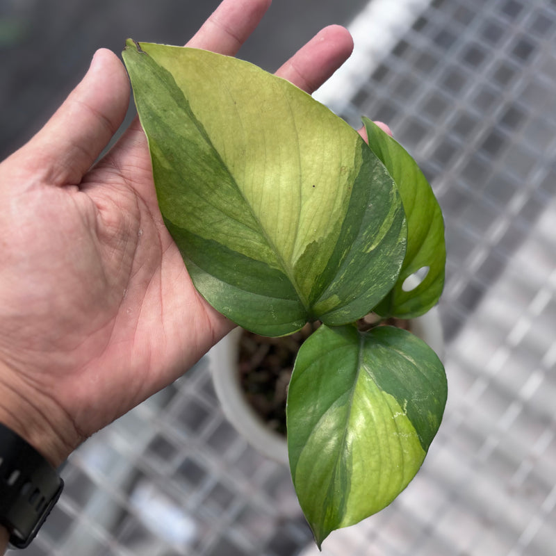 Rhaphidophora pertusa variegated