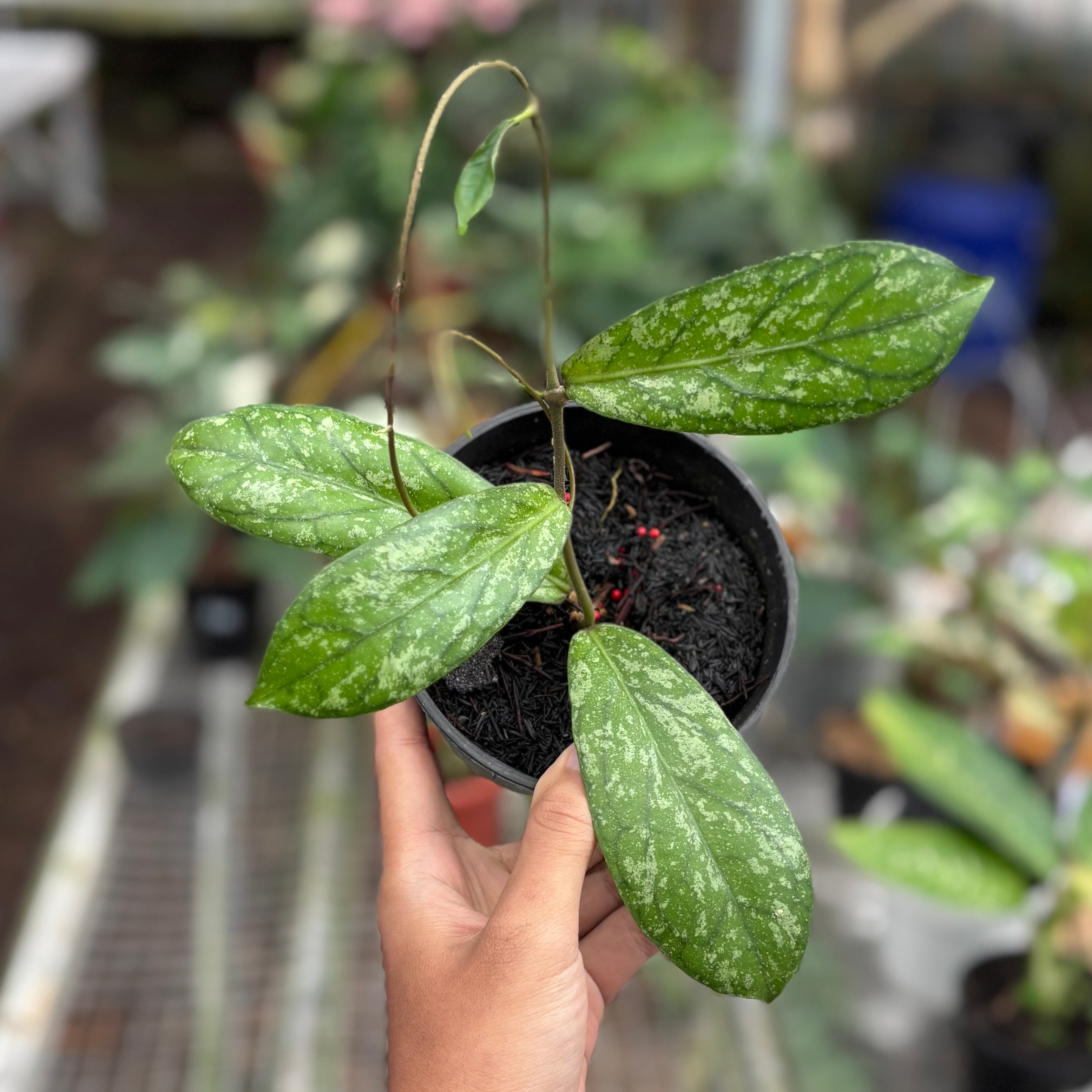Hoya Sp Tanggamus splash