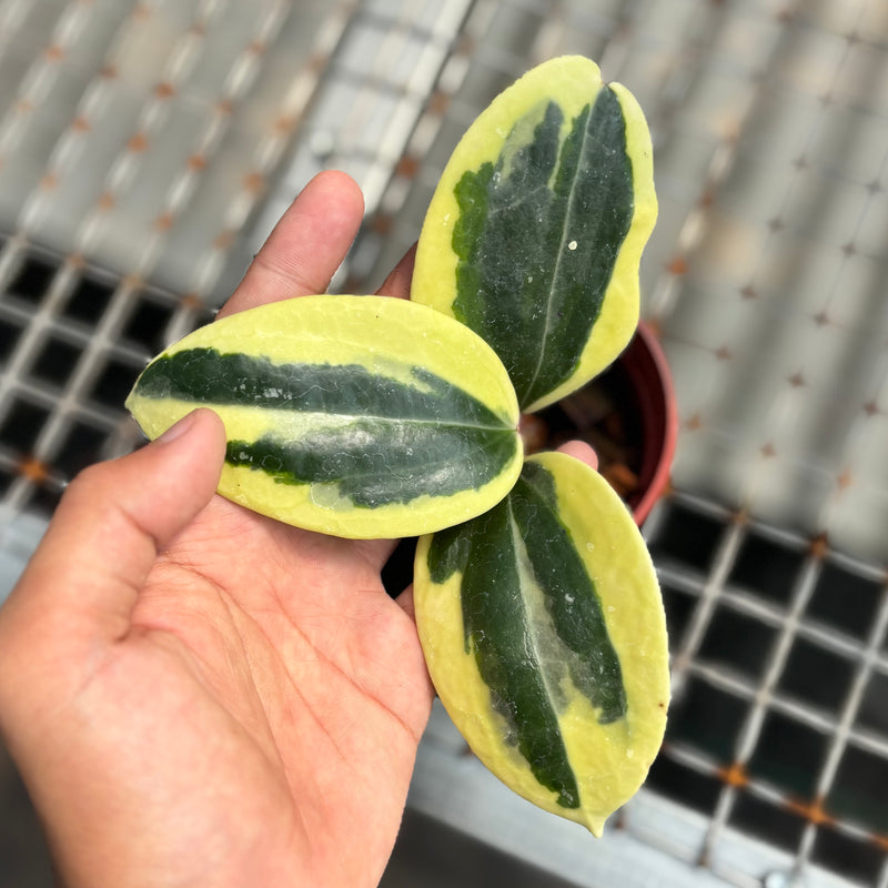 Hoya latifolia roundleaf albomarginata