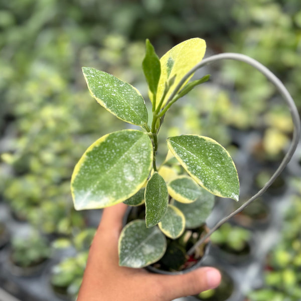 Hoya australis albomarginata – Aroid Market