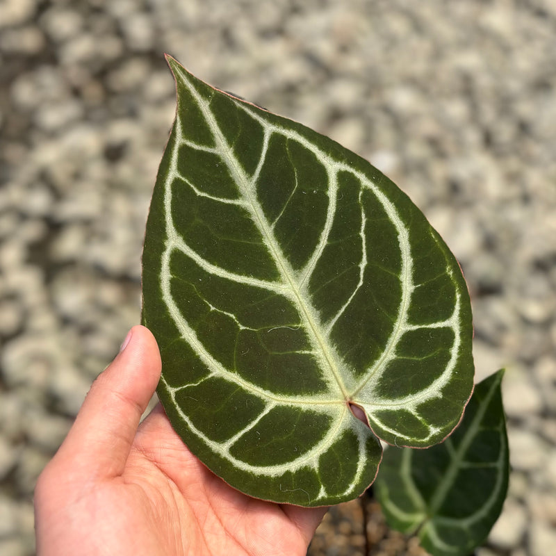 Anthurium hoffmannii x crystallinum