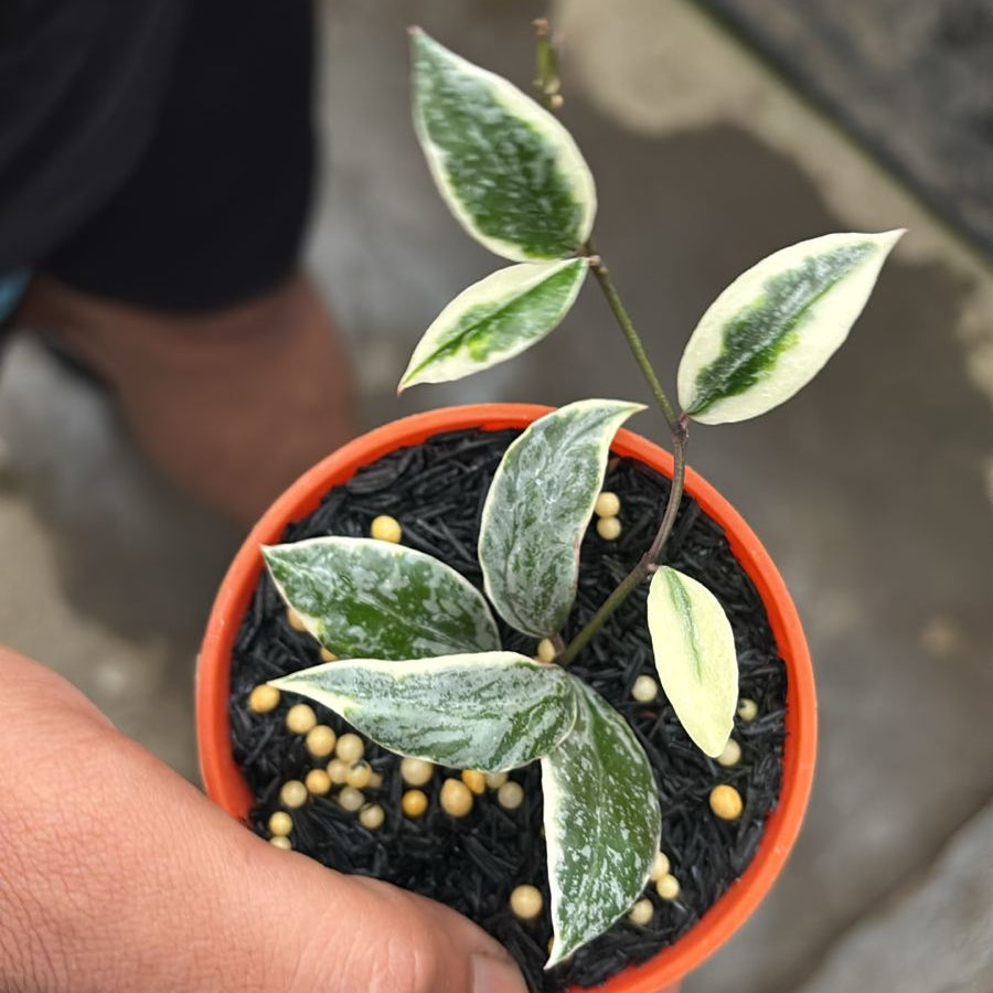 Hoya Lacunosa ‘Princess Lumina’