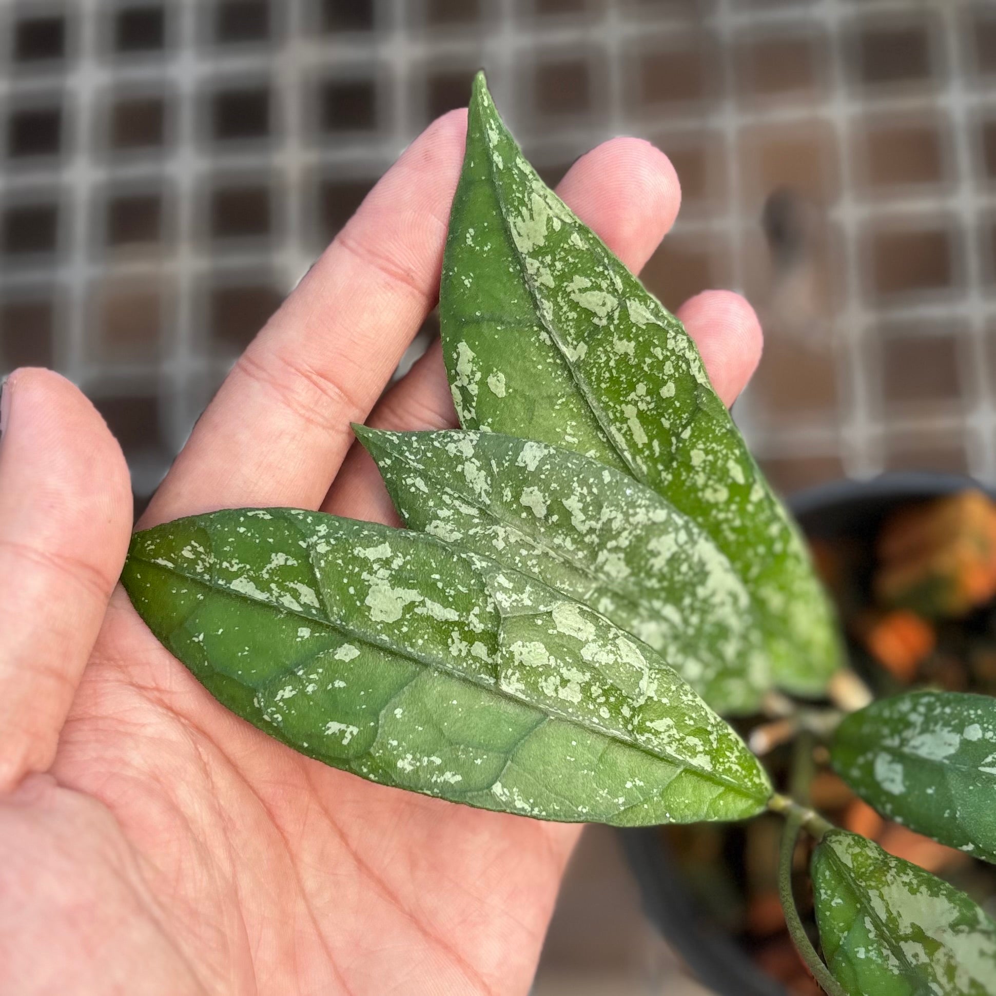 Hoya clemensiorum splash