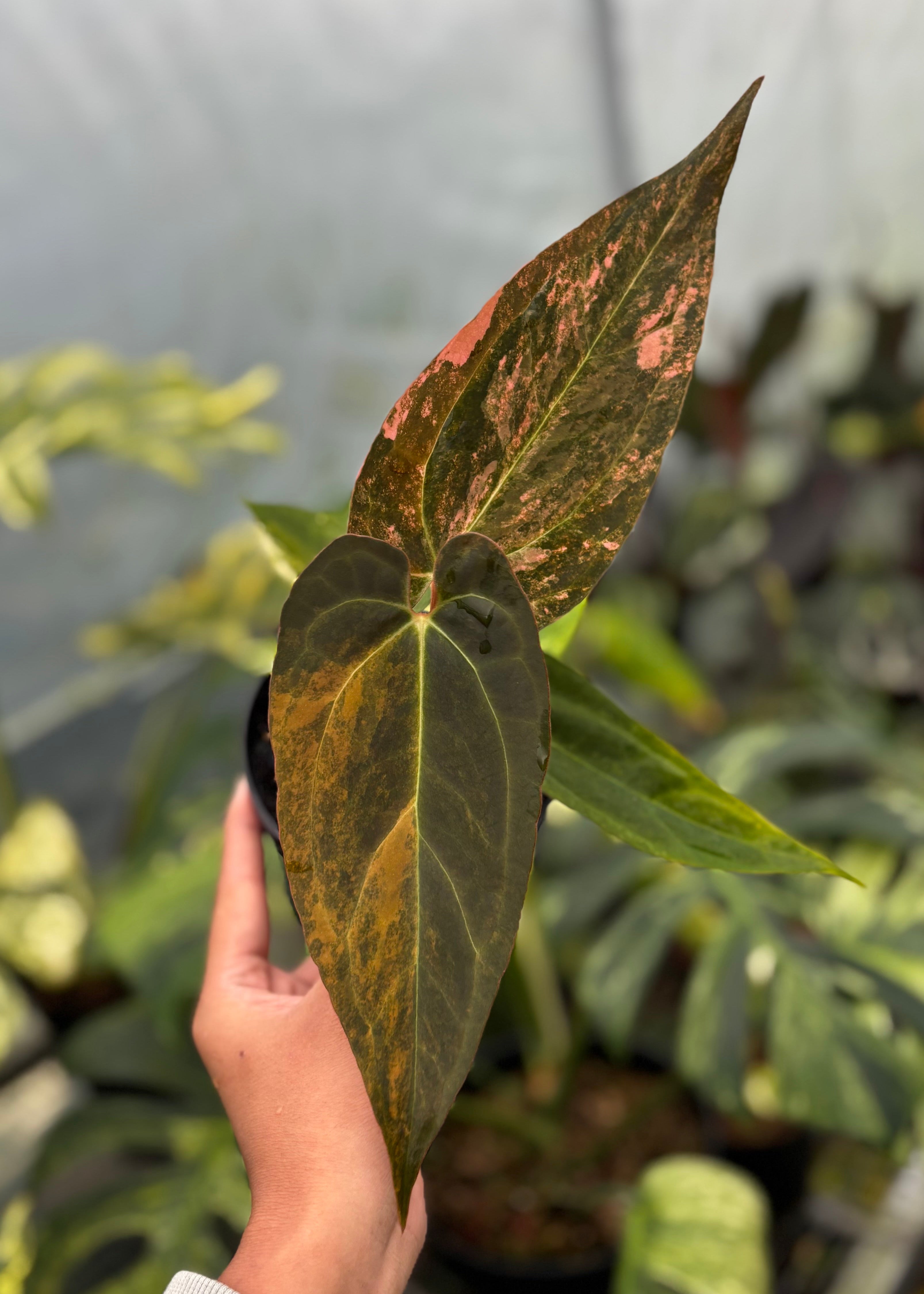 Anthurium Black Venom x Dorito Porti