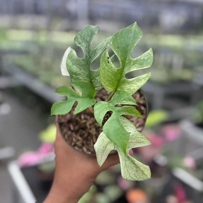 Rhaphidophora tetrasperma white monster variegated