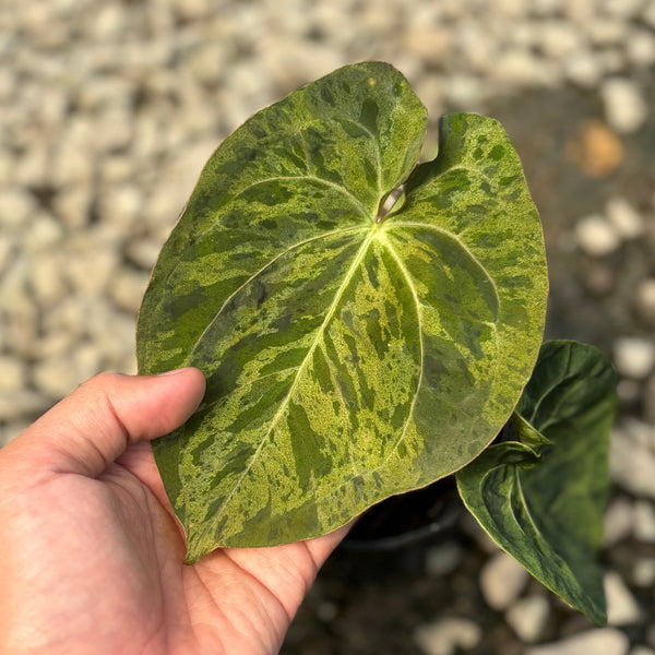 Anthurium papillilaminum x one hybrid army variegated