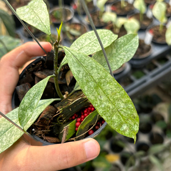 Hoya multiflora silver