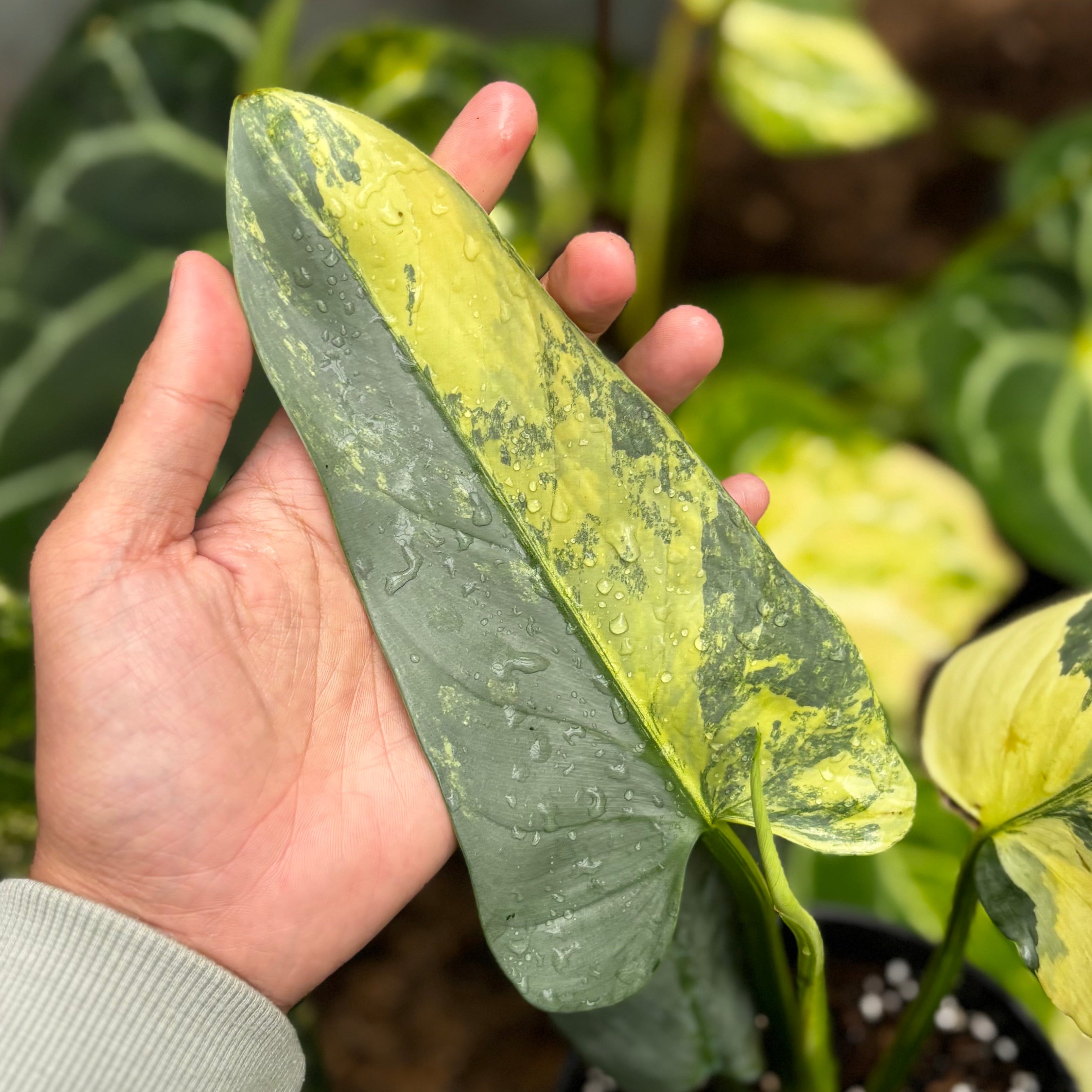 Philodendron Hastatum Silver Sword Variegated - Mature Size