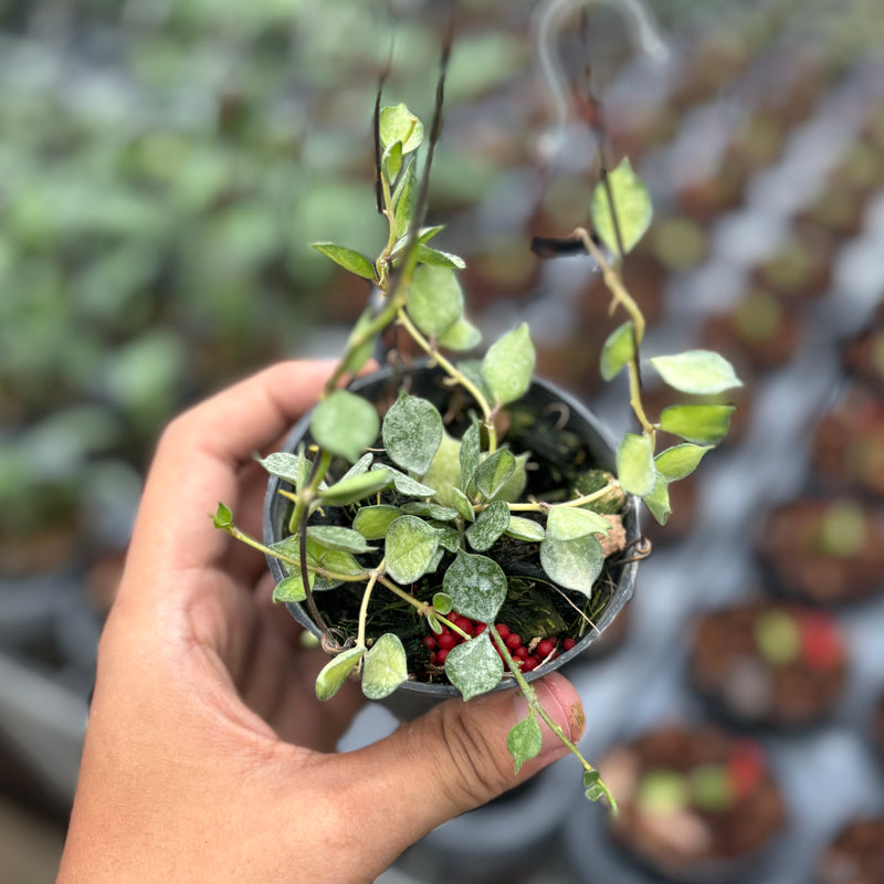 Hoya Curtisii Variegated