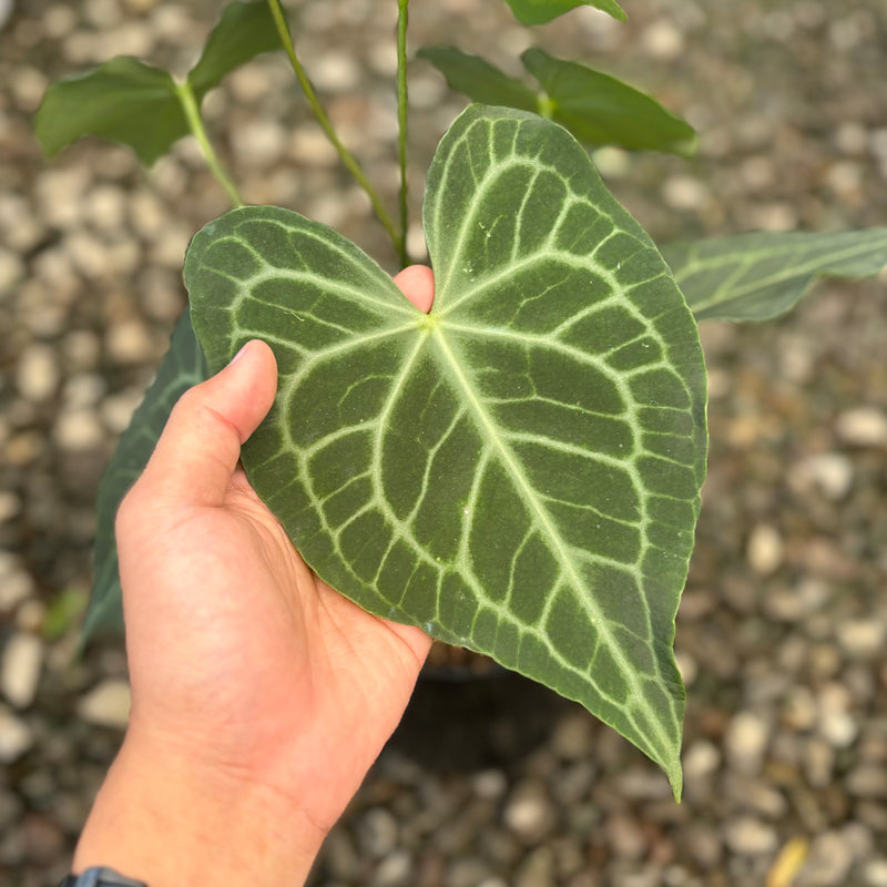 Anthurium warocqueanum x clarinervium - Mature size