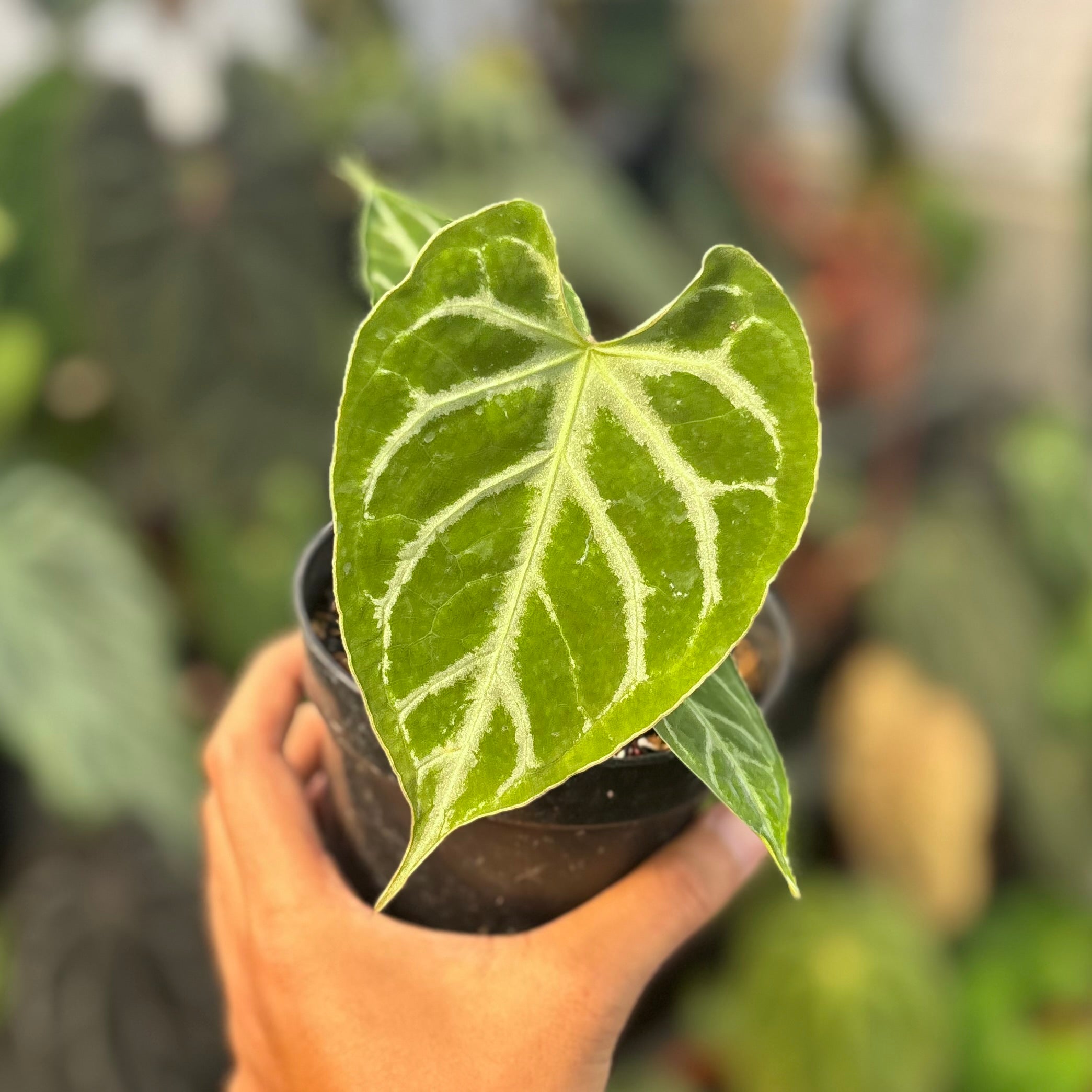 Anthurium silver blush x muchlis