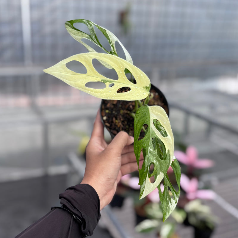 Monstera adansonii ‘giant’ albo variegated