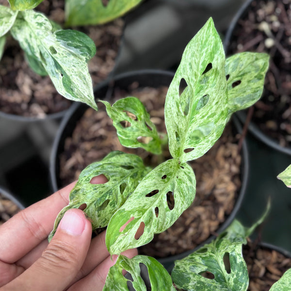 Monstera adansonii mottled variegated